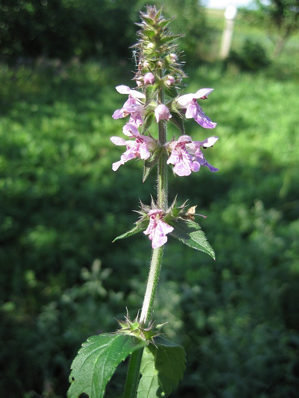 Image of Stachys palustris specimen.