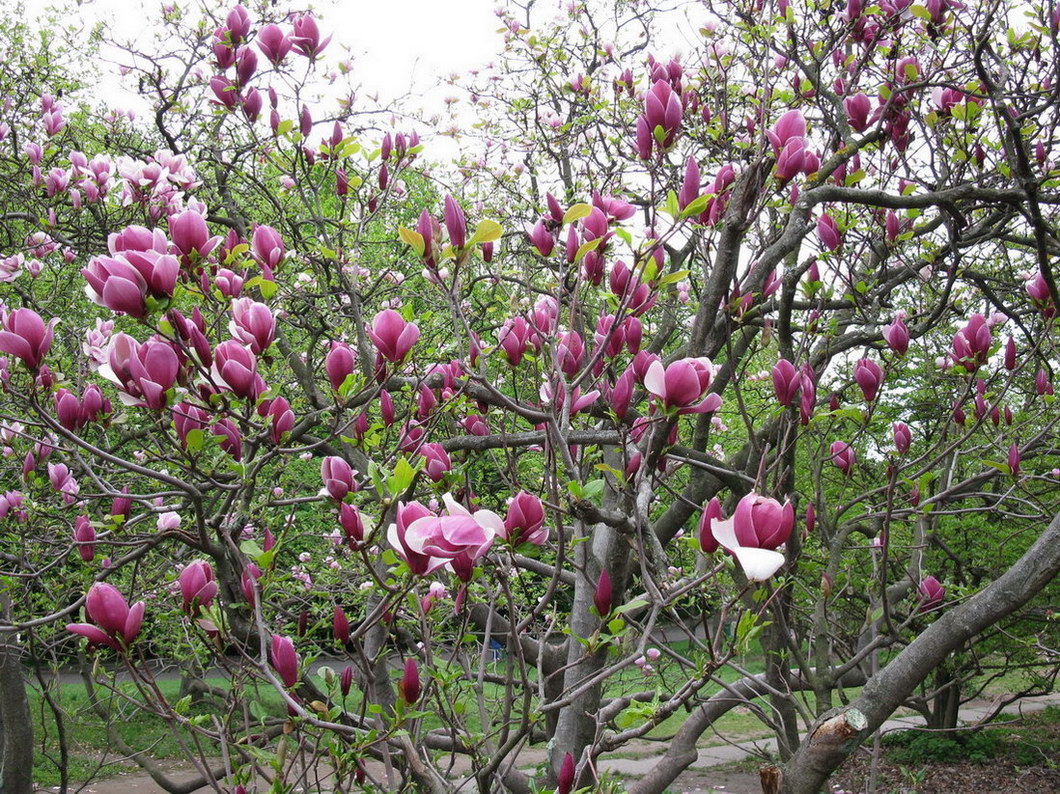 Image of Magnolia &times; soulangeana specimen.