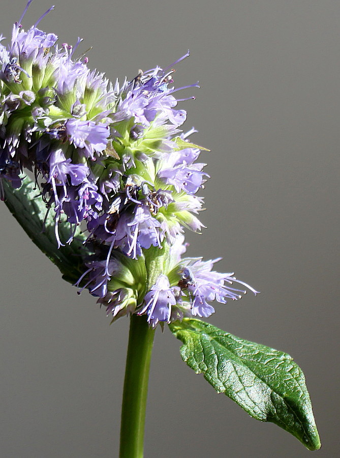 Изображение особи Agastache rugosa.