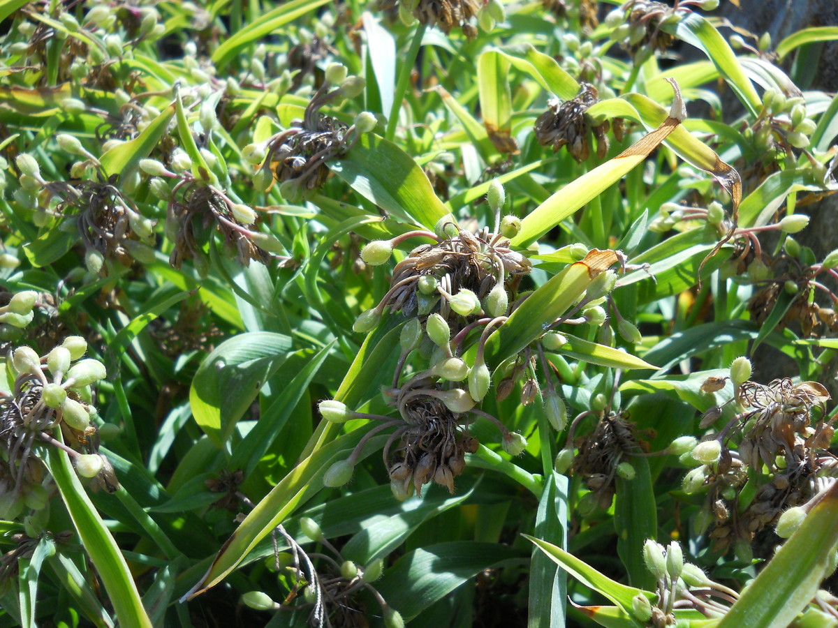 Изображение особи Tradescantia virginiana.