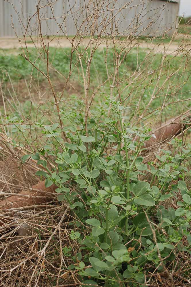 Image of Zygophyllum fabago specimen.