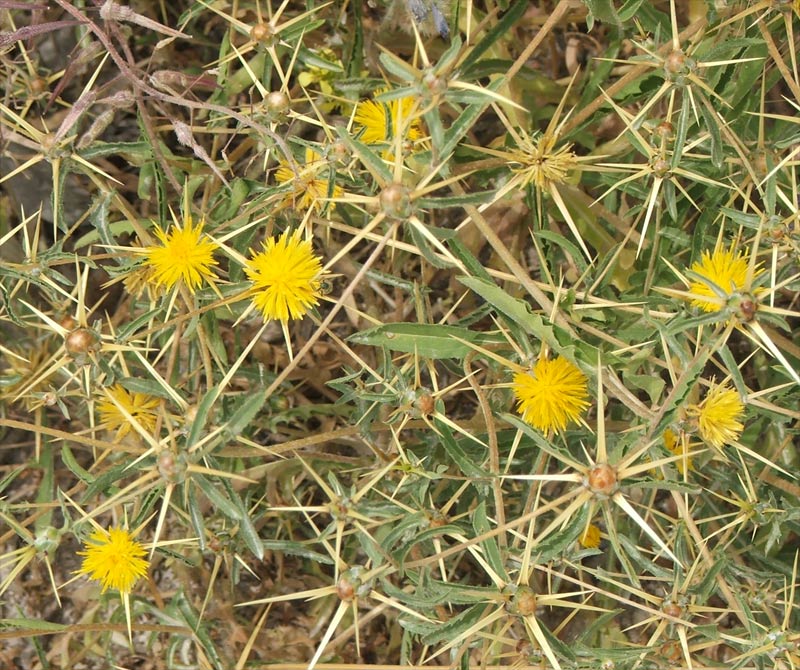 Изображение особи Centaurea hyalolepis.