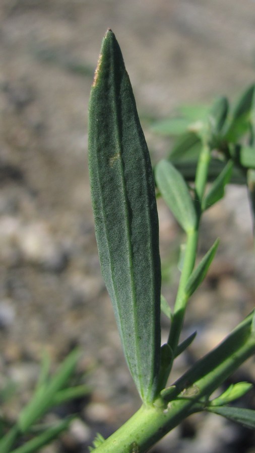 Image of Linum usitatissimum specimen.