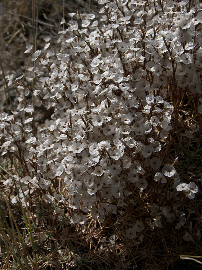 Image of Acantholimon hohenackeri specimen.