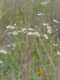 Erigeron annuus