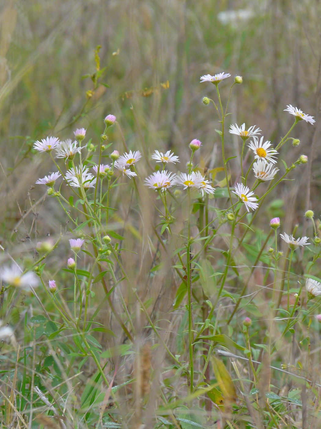 Image of Erigeron annuus specimen.