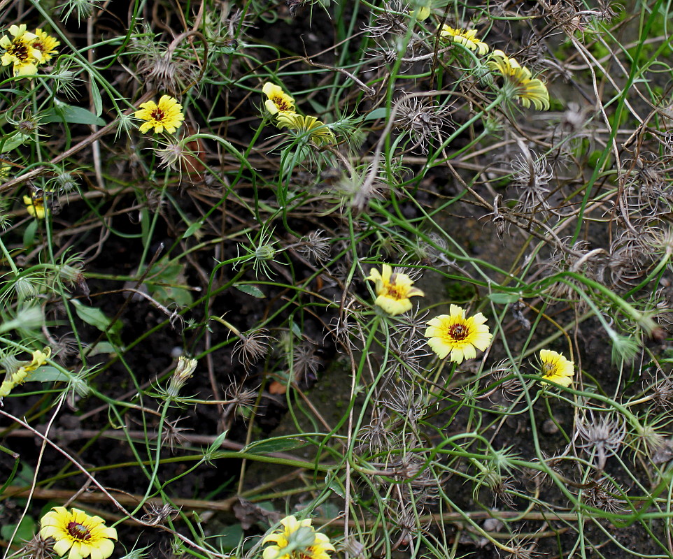 Image of Tolpis barbata specimen.