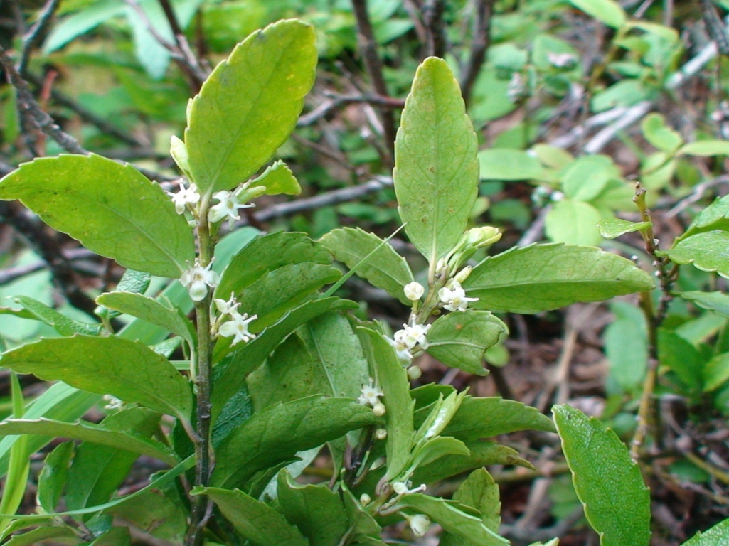 Изображение особи Ilex rugosa.