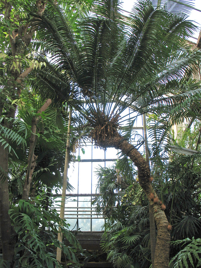 Image of Cycas rumphii specimen.