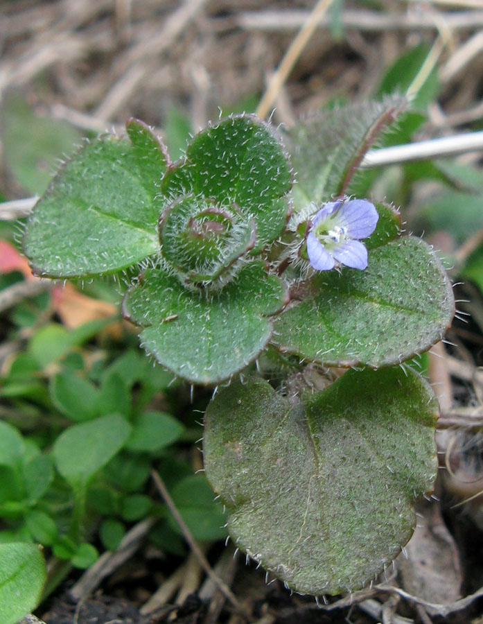 Image of Veronica hederifolia specimen.