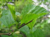 Physocarpus opulifolius