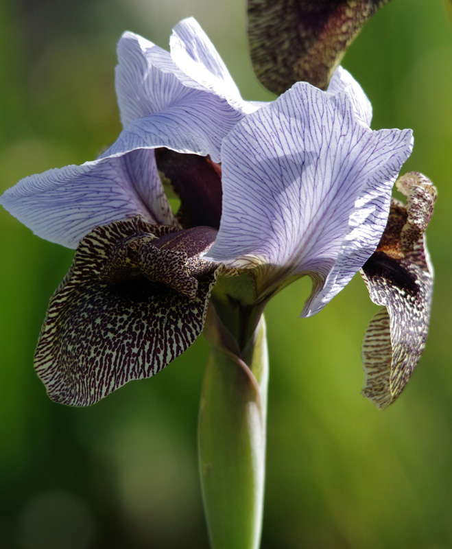 Изображение особи Iris hermona.