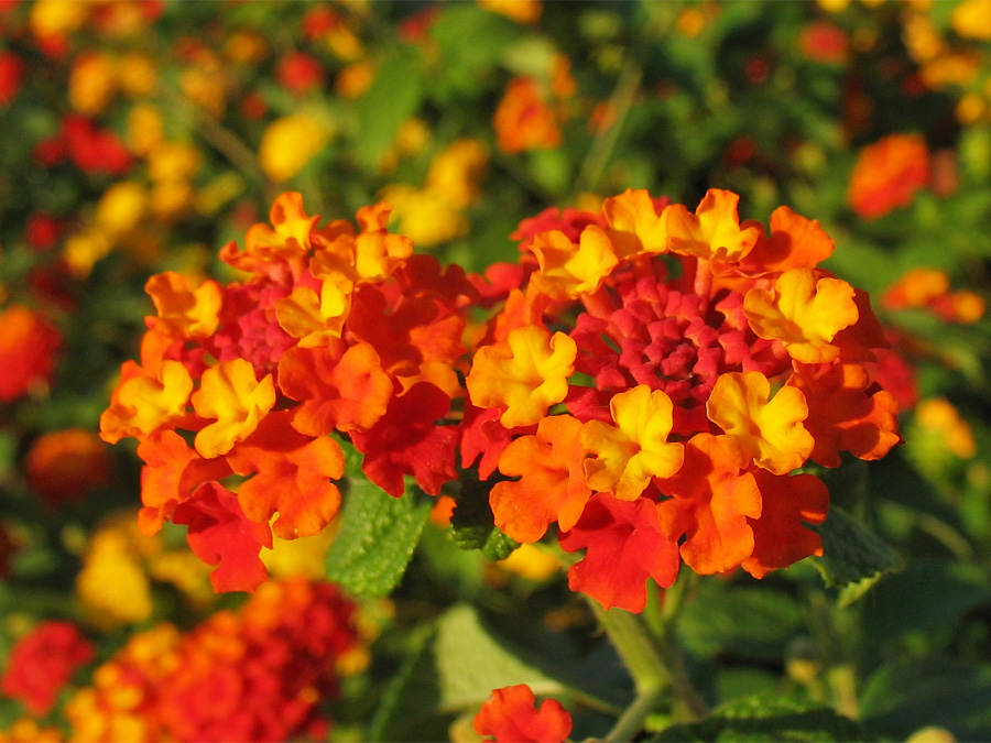 Изображение особи Lantana camara.