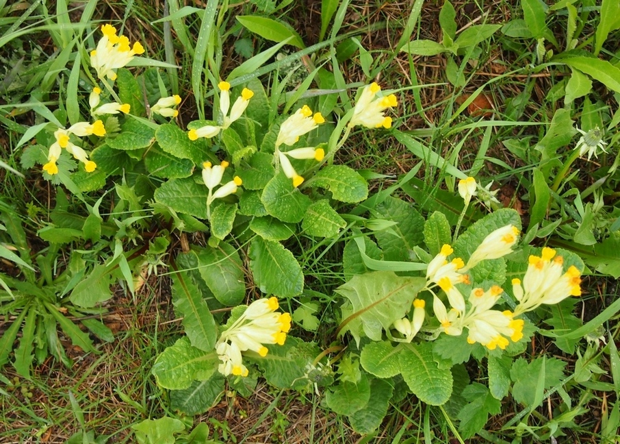 Image of Primula veris specimen.