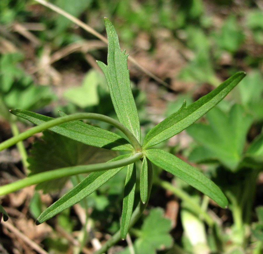 Image of Ranunculus monophyllus specimen.