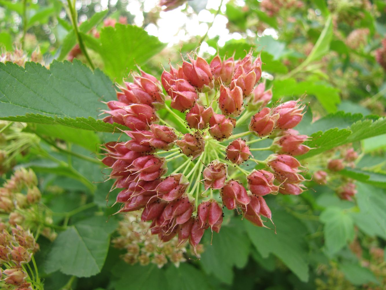 Image of Physocarpus opulifolius specimen.