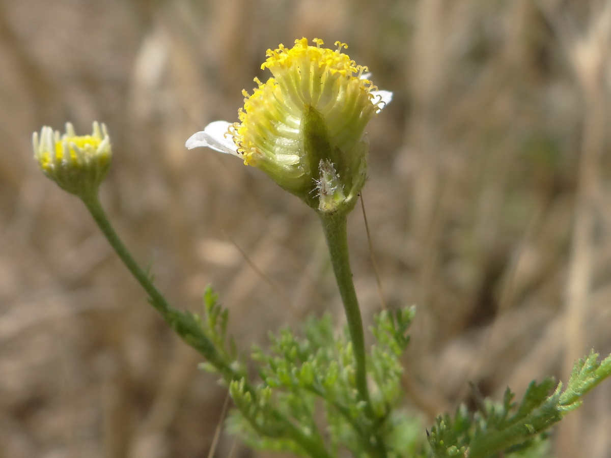 Изображение особи Anthemis cotula.