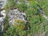 Euphorbia cyparissias