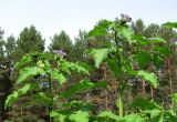 Nicandra physalodes