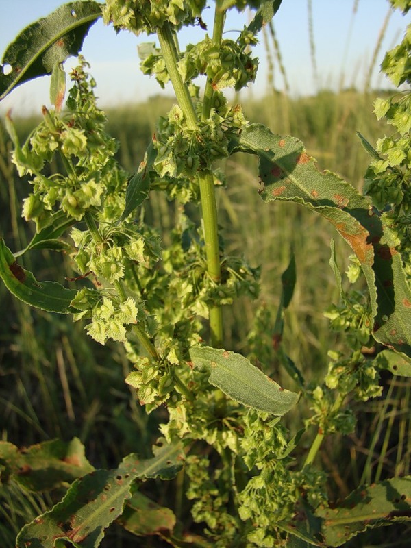 Image of Rumex stenophyllus specimen.