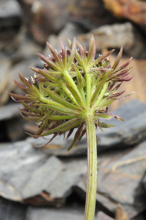 Image of Lomatocarpa albomarginata specimen.