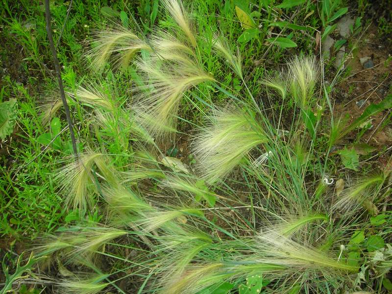 Image of Hordeum jubatum specimen.