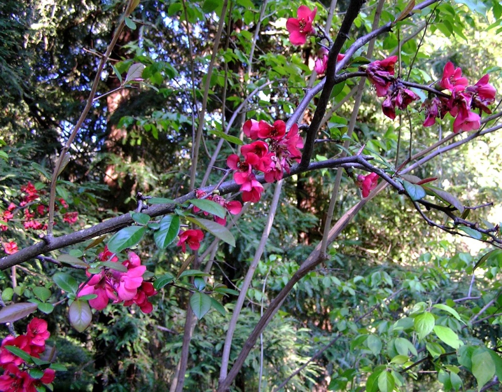 Image of Chaenomeles speciosa specimen.