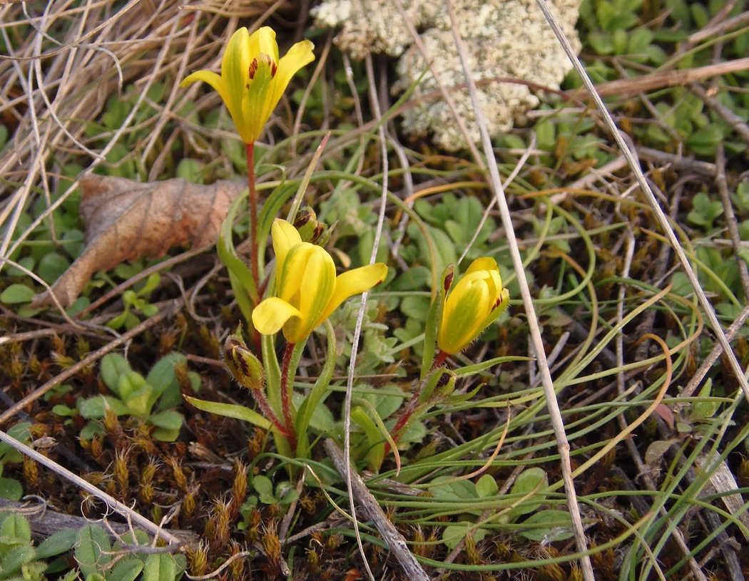 Image of Gagea bohemica specimen.