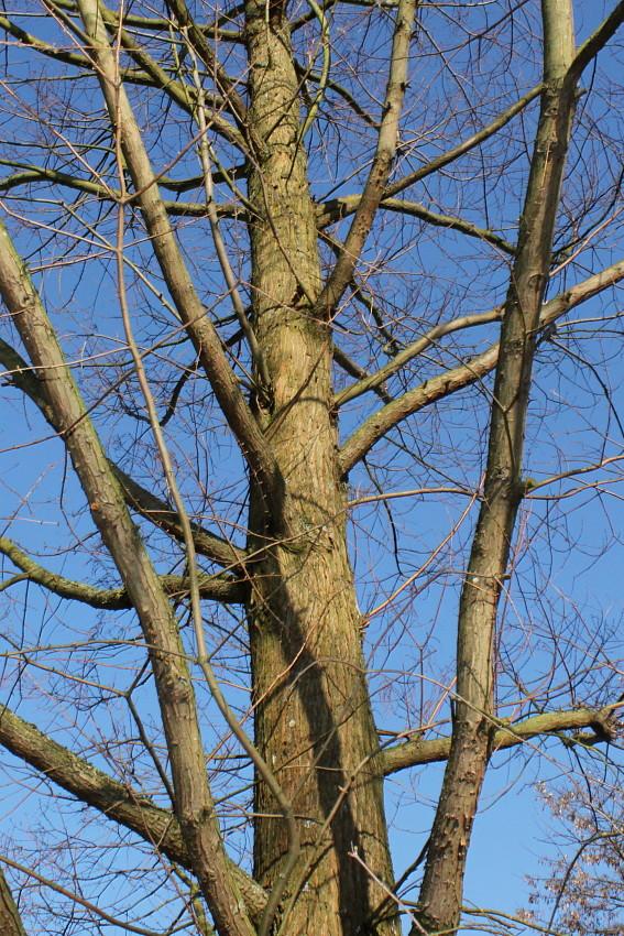 Image of Metasequoia glyptostroboides specimen.