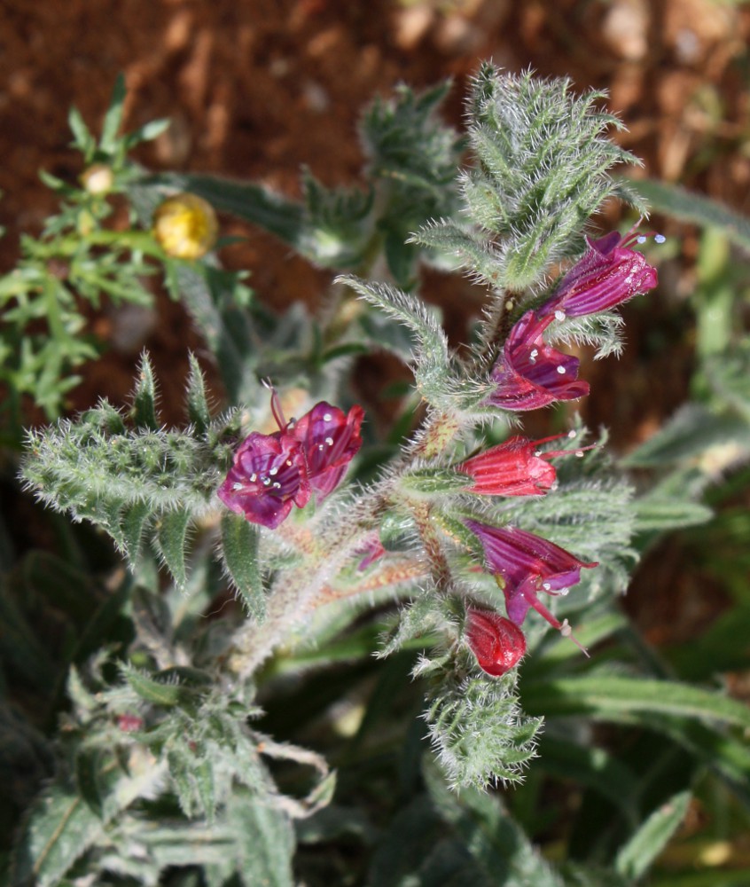 Изображение особи Echium angustifolium.