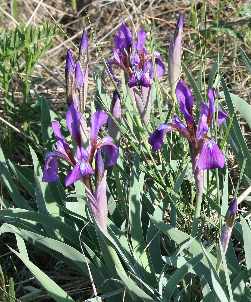 Изображение особи Iris glaucescens.