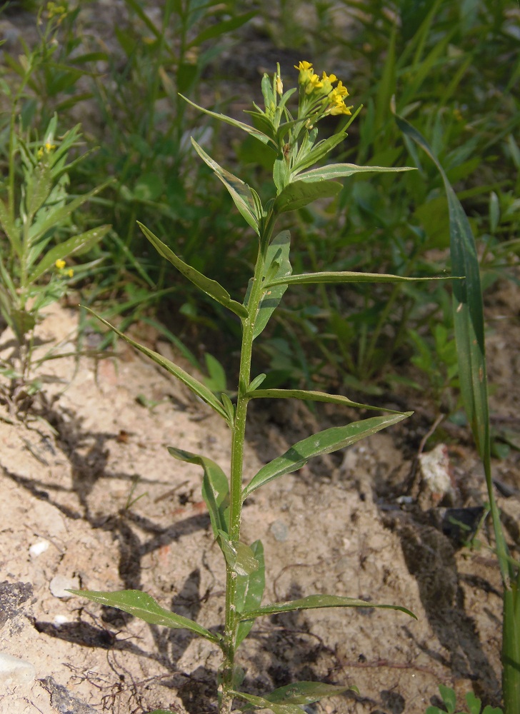 Image of Erysimum cheiranthoides specimen.