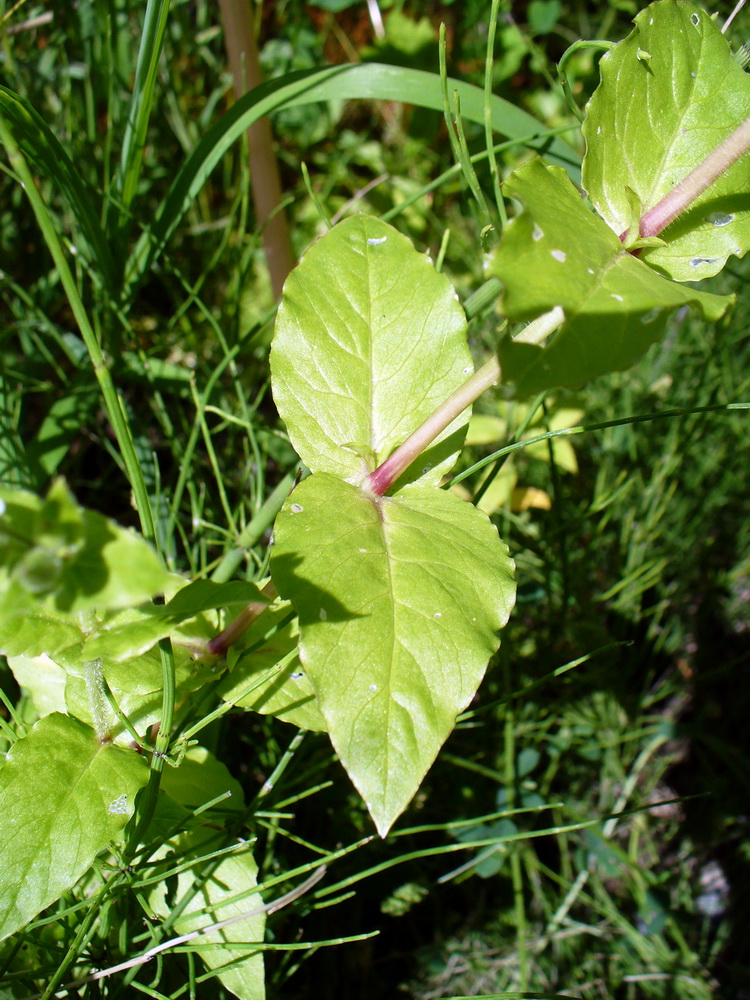 Изображение особи Myosoton aquaticum.