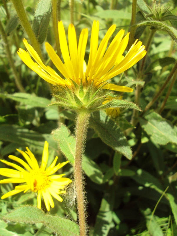 Image of Inula hirta specimen.