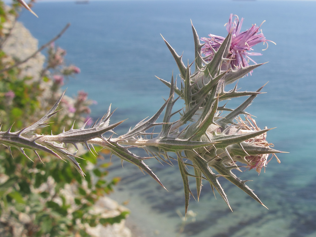 Изображение особи Carthamus glaucus.