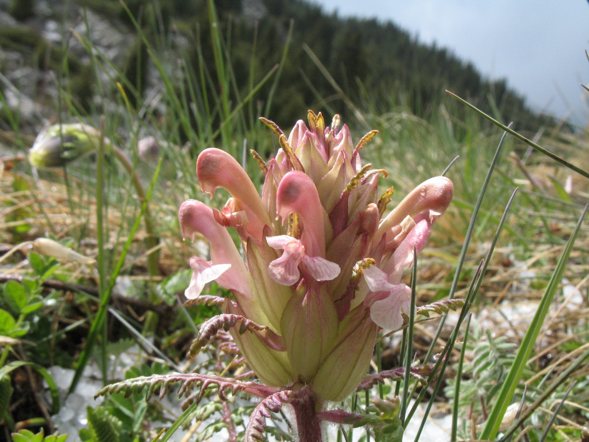 Изображение особи Pedicularis alatauica.