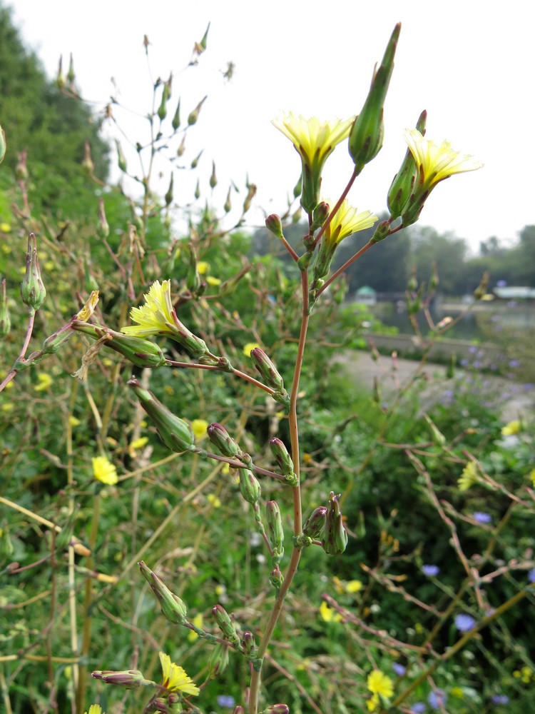 Изображение особи Lactuca serriola.