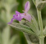 Stachys aegyptiaca