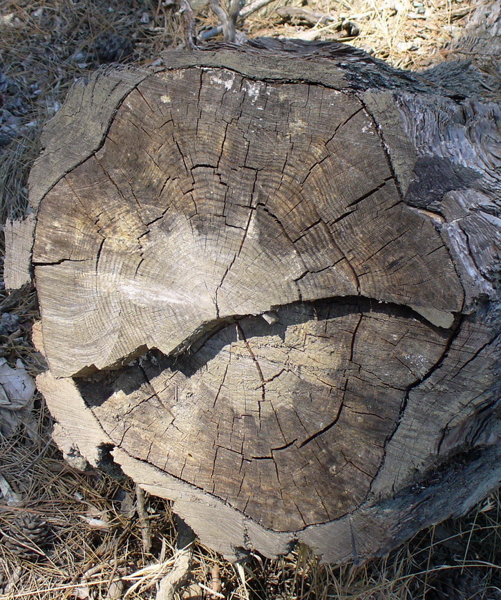 Image of Pinus brutia specimen.