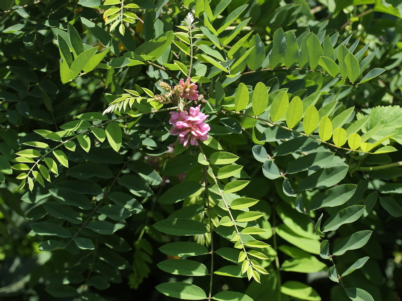 Image of Robinia viscosa specimen.