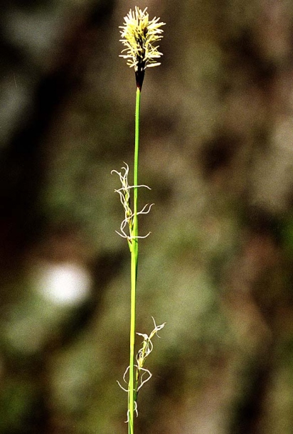 Image of Carex pilosa specimen.