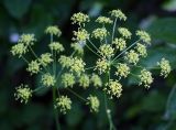 Heracleum sibiricum. Соцветия. Московская обл., Раменский р-н, окр. дер. Хрипань. 06.07.2009.