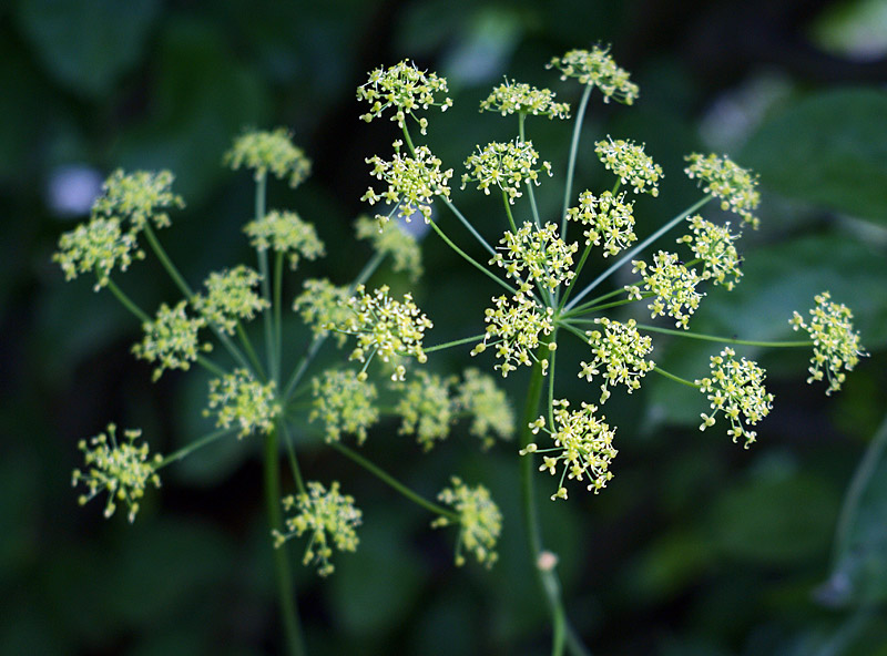 Image of Heracleum sibiricum specimen.