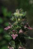 genus Stachys