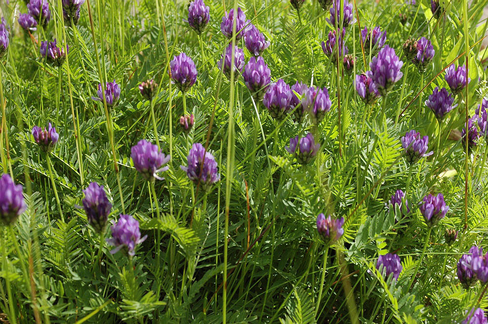 Изображение особи Astragalus danicus.