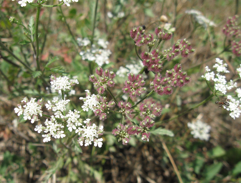 Image of Torilis arvensis specimen.