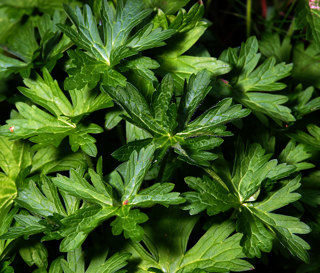 Image of Geranium palustre specimen.