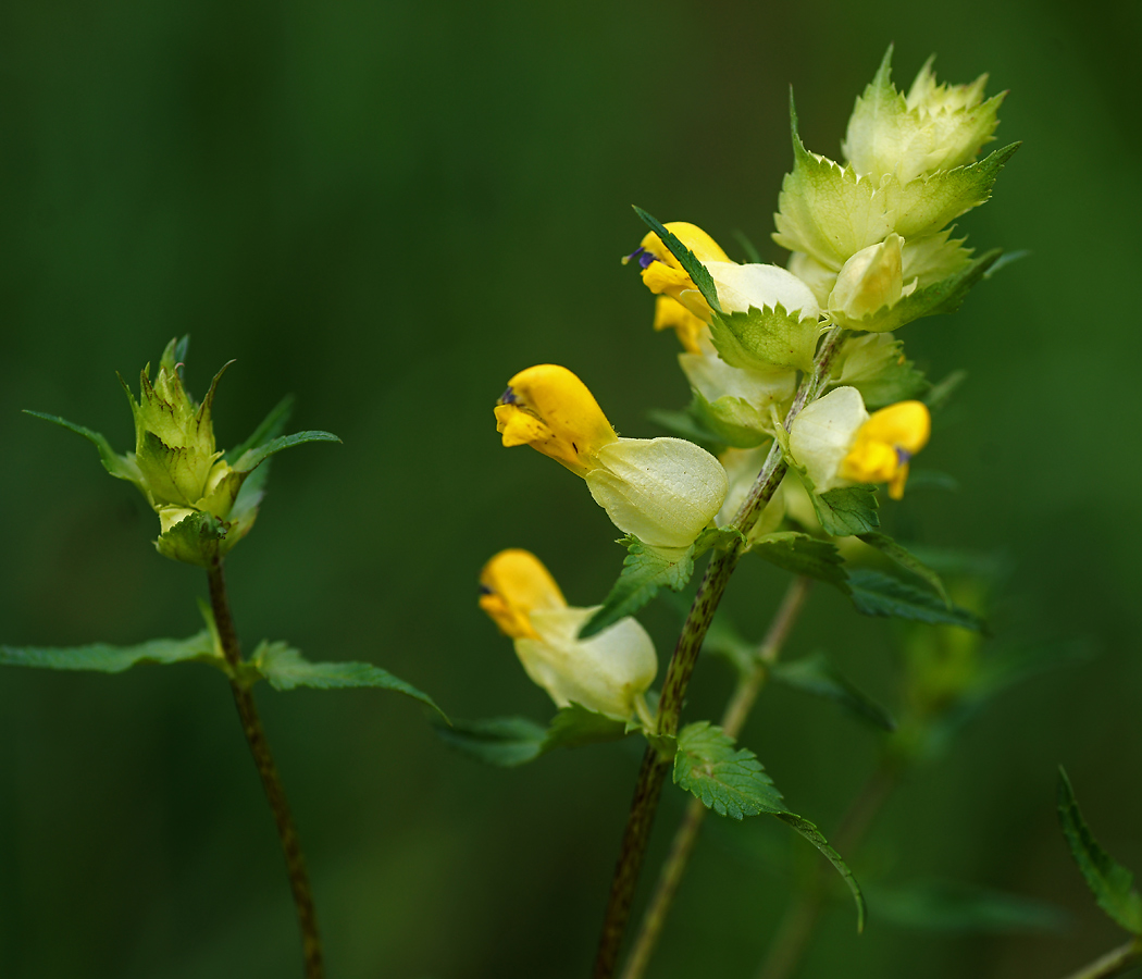 Image of genus Rhinanthus specimen.