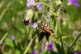 Geranium sylvaticum. Бутоны с сидящим клопом-наземником (Lygaeidae). Новгородская обл., г. Боровичи, Бобровские горы, на луговом склоне. 06.06.2015.