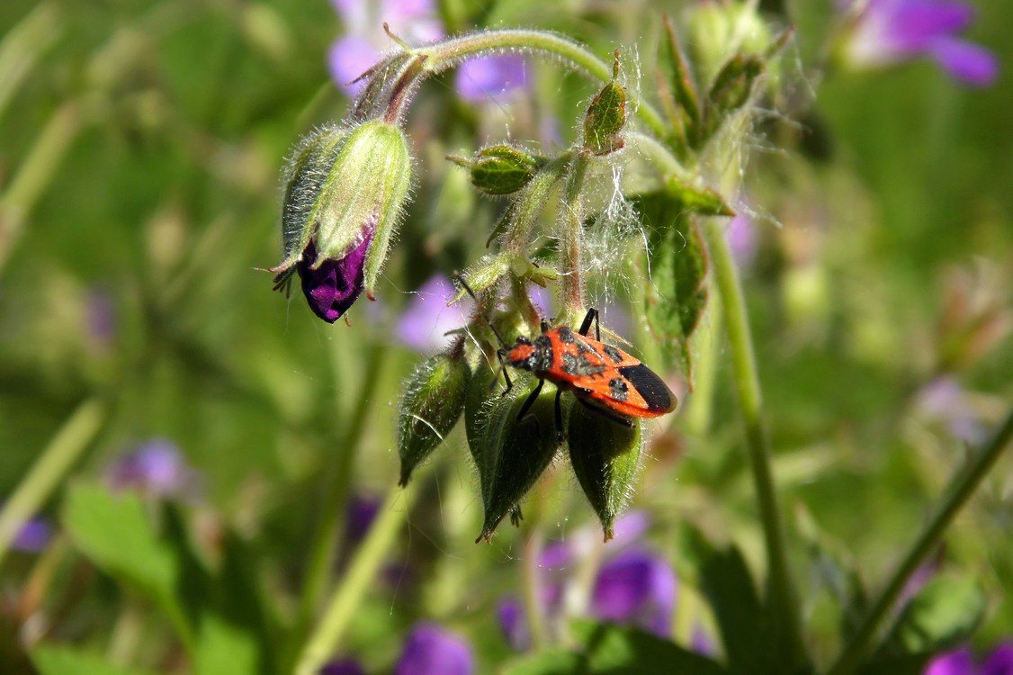 Изображение особи Geranium sylvaticum.